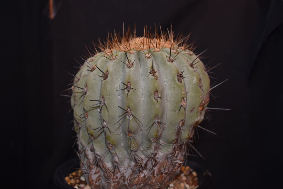 コピアポア ギガンティア 現地球】copiapoa gigantea 【公式通販】