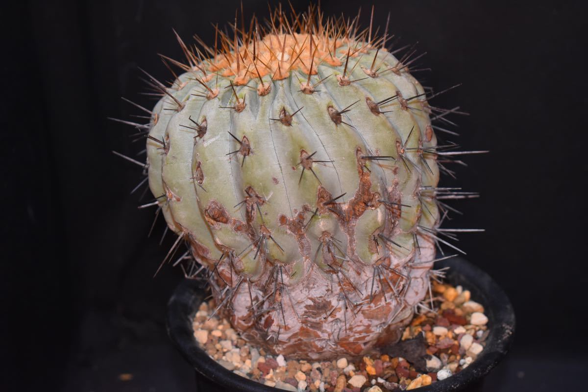 現地球コピアポアギガンティア コピアポア ギガンティア 現地球】copiapoa gigantea 【公式通販】