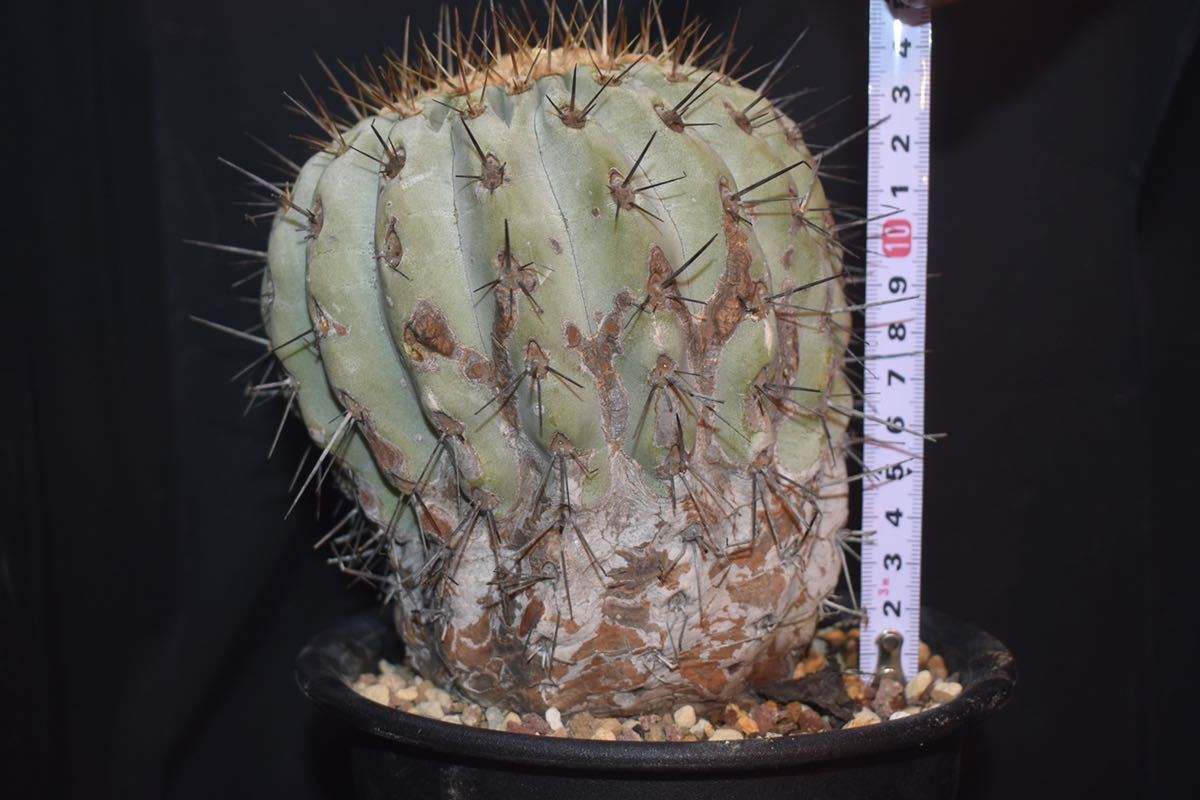 現地球コピアポアギガンティア コピアポア ギガンティア 現地球】copiapoa gigantea 【公式通販】