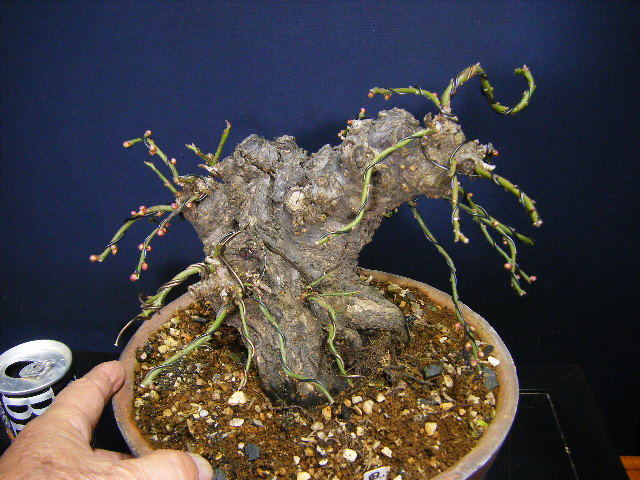盆栽 Yahoo!オークション 黒松 : - 貴風盆栽素材 販売⁄通販のFROM 植物