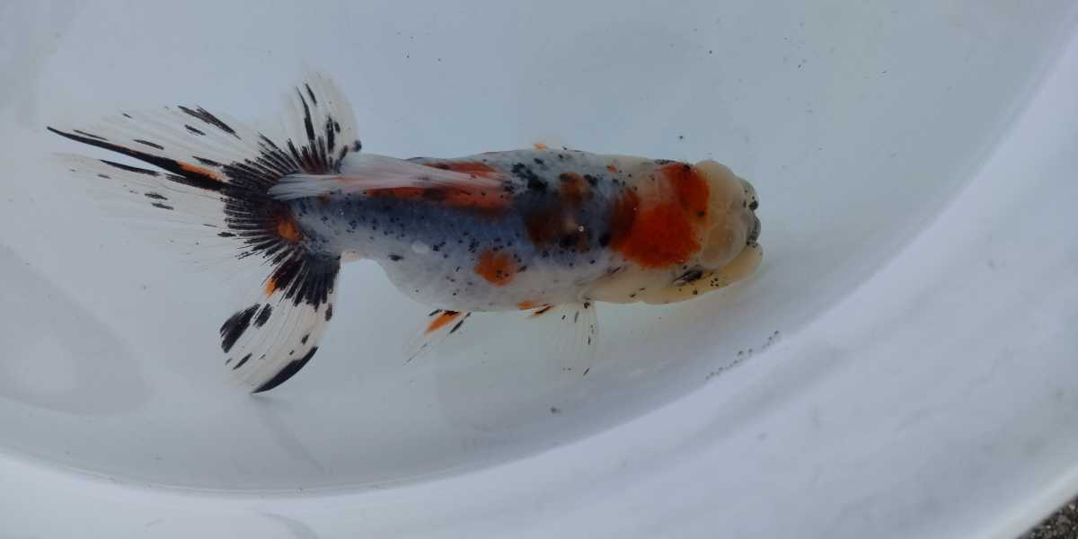 No.5.鈴木東錦(メスタイプ） 公式通販 鈴木東錦 〈金魚専門店 