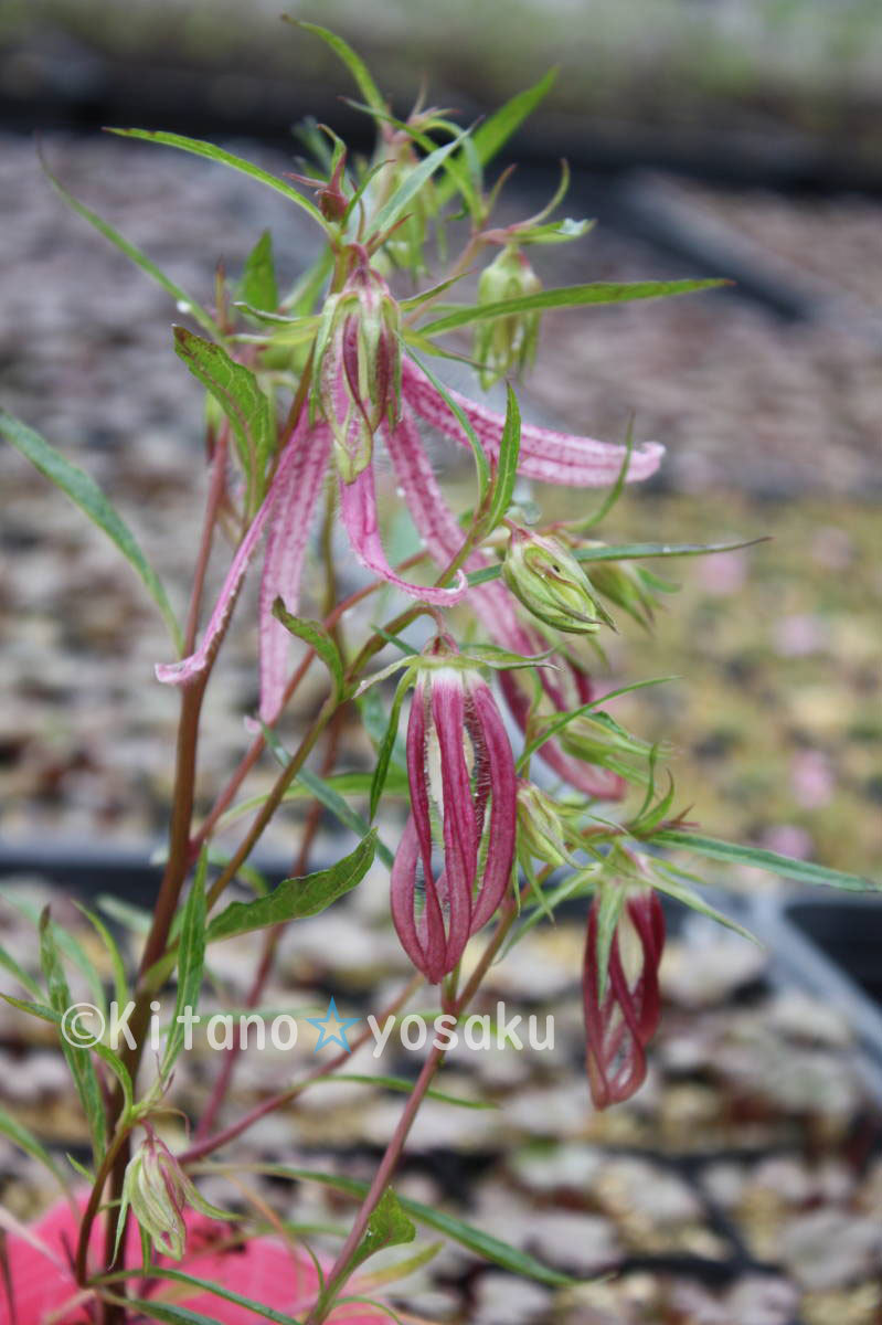 桃花白糸蛍袋 モモバナ シライトホタルブクロ キキョウ科 その他 売買されたオークション情報 Yahooの商品情報をアーカイブ公開 オークファン Aucfan Com