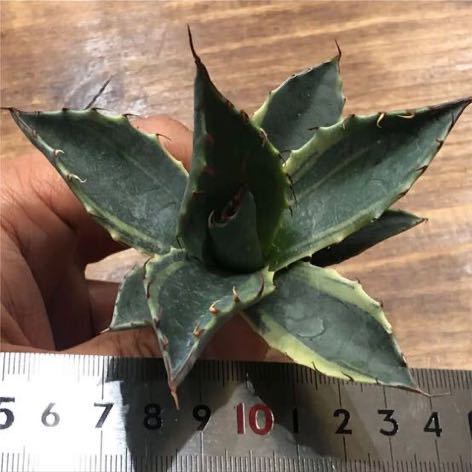 ⑤ アガベ パラサナ錦 ファイヤーボール 頼光錦 極上株 特選優良株 良