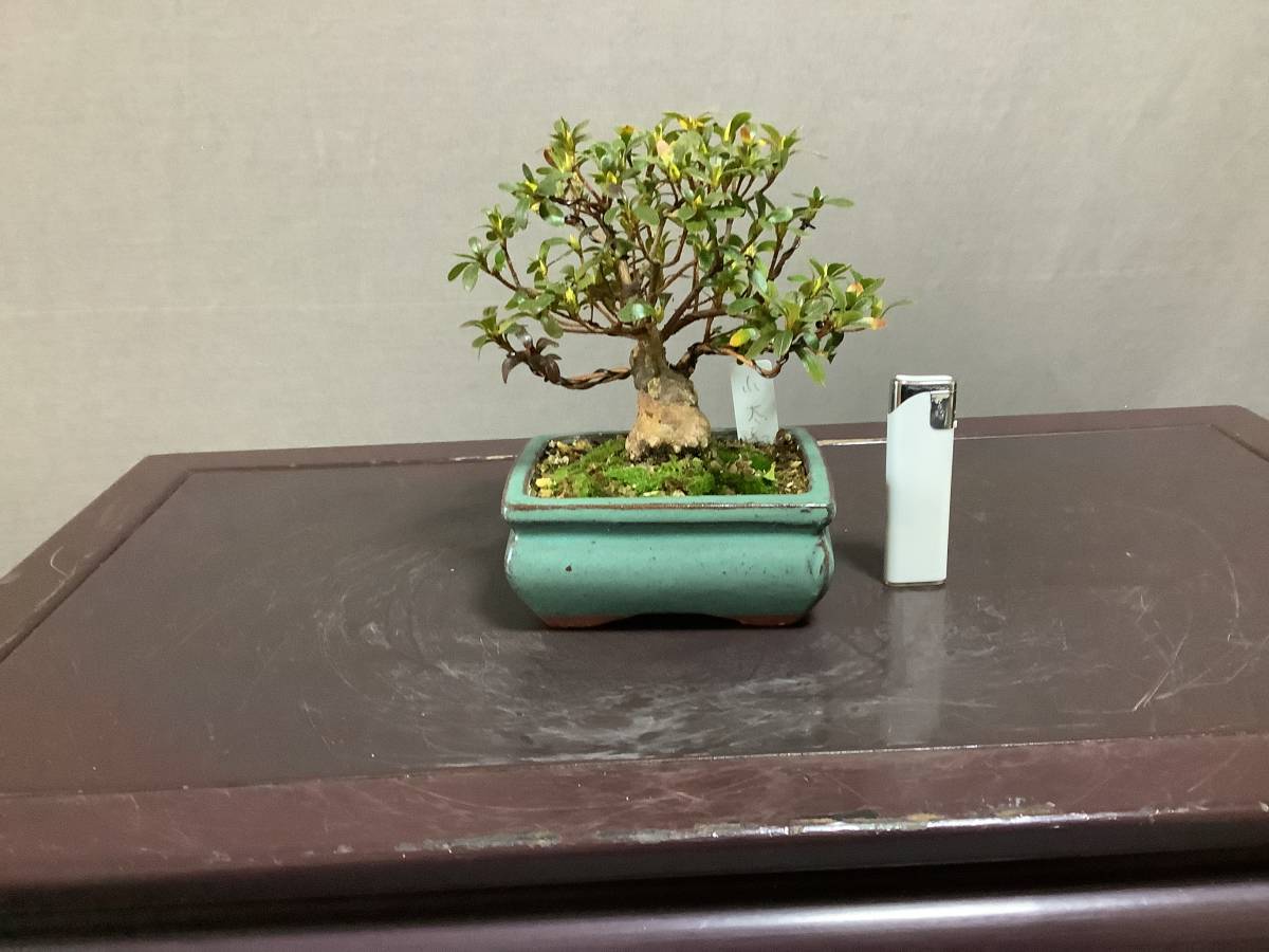 さつき倶楽部 皐月 盆栽 特選極小盆栽 小太郎 品種 ミニ盆栽 皐月 さつき 売買されたオークション情報 Yahooの商品情報をアーカイブ公開 オークファン Aucfan Com