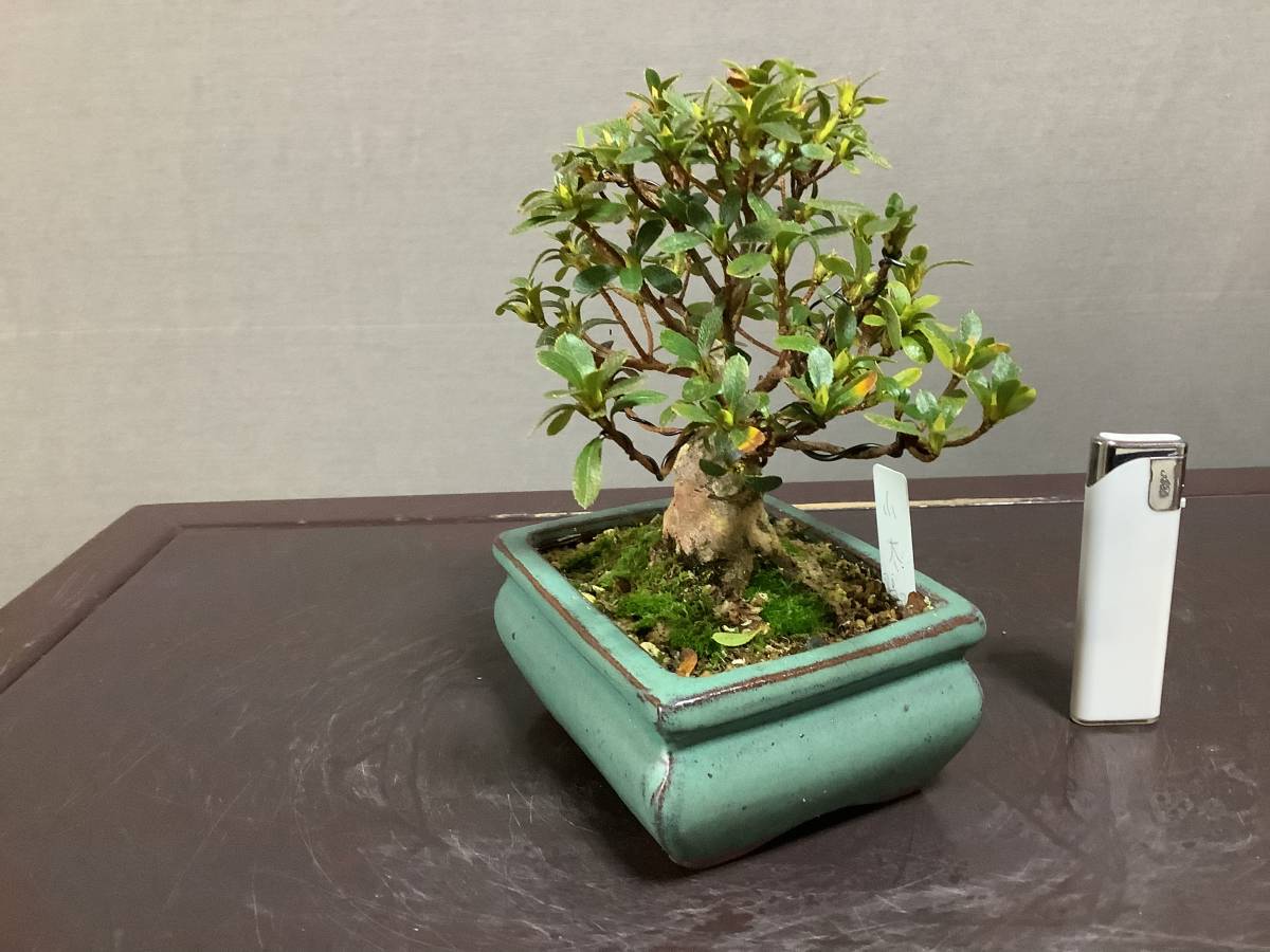 さつき倶楽部 皐月 盆栽 特選極小盆栽 小太郎 品種 ミニ盆栽 皐月 さつき 売買されたオークション情報 Yahooの商品情報をアーカイブ公開 オークファン Aucfan Com