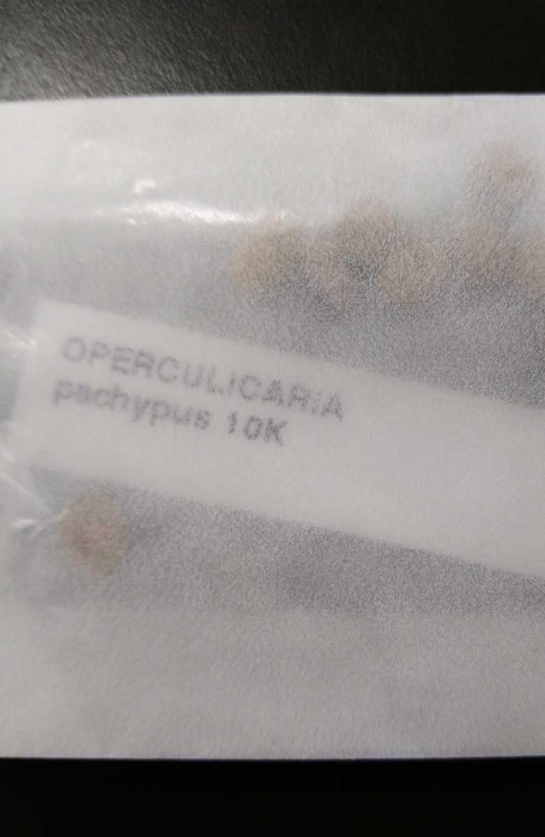 【安い，高品質】 多肉植物 塊根植物 種子10粒 オペルクリカリアパキプス Operculicarya pachypus(その他)｜売買されたオークション情報、yahooの商品情報をアーカイブ公開 - オークファン その他