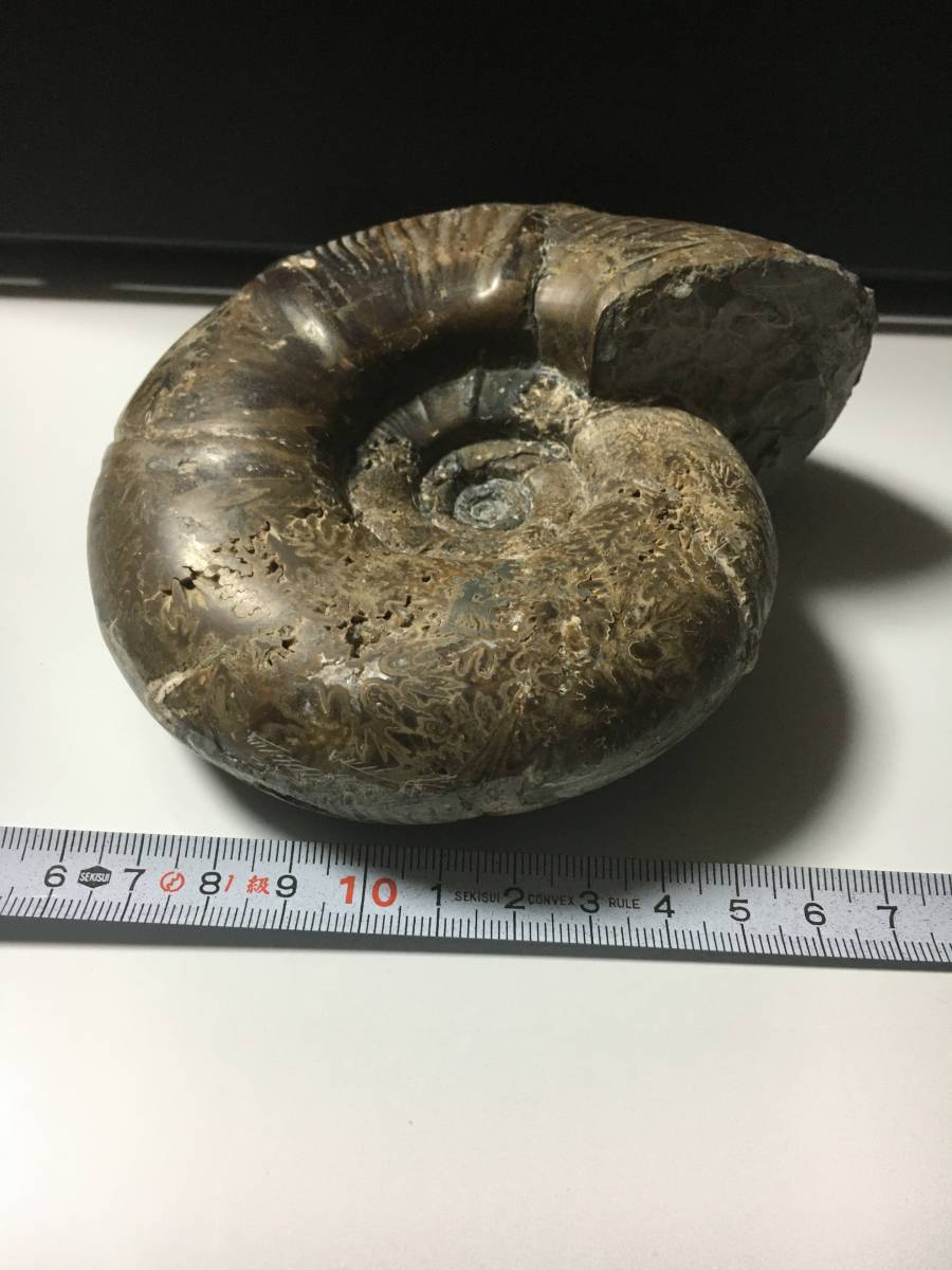 化石 アンモナイト 1000g 詳細不明 北海道発 No6 外観状態 【公式
