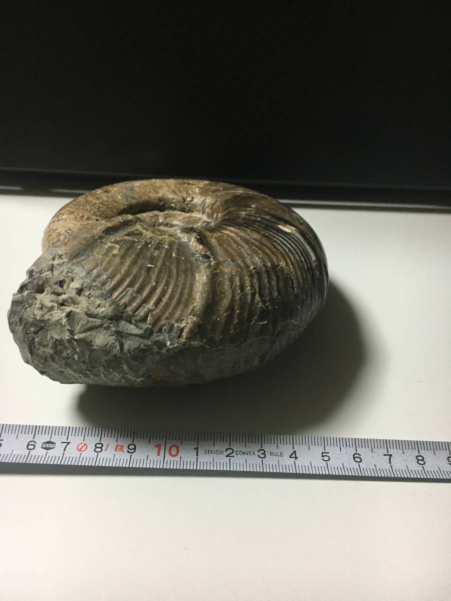 化石 アンモナイト 1000g 詳細不明 北海道発 No6 外観状態 【公式