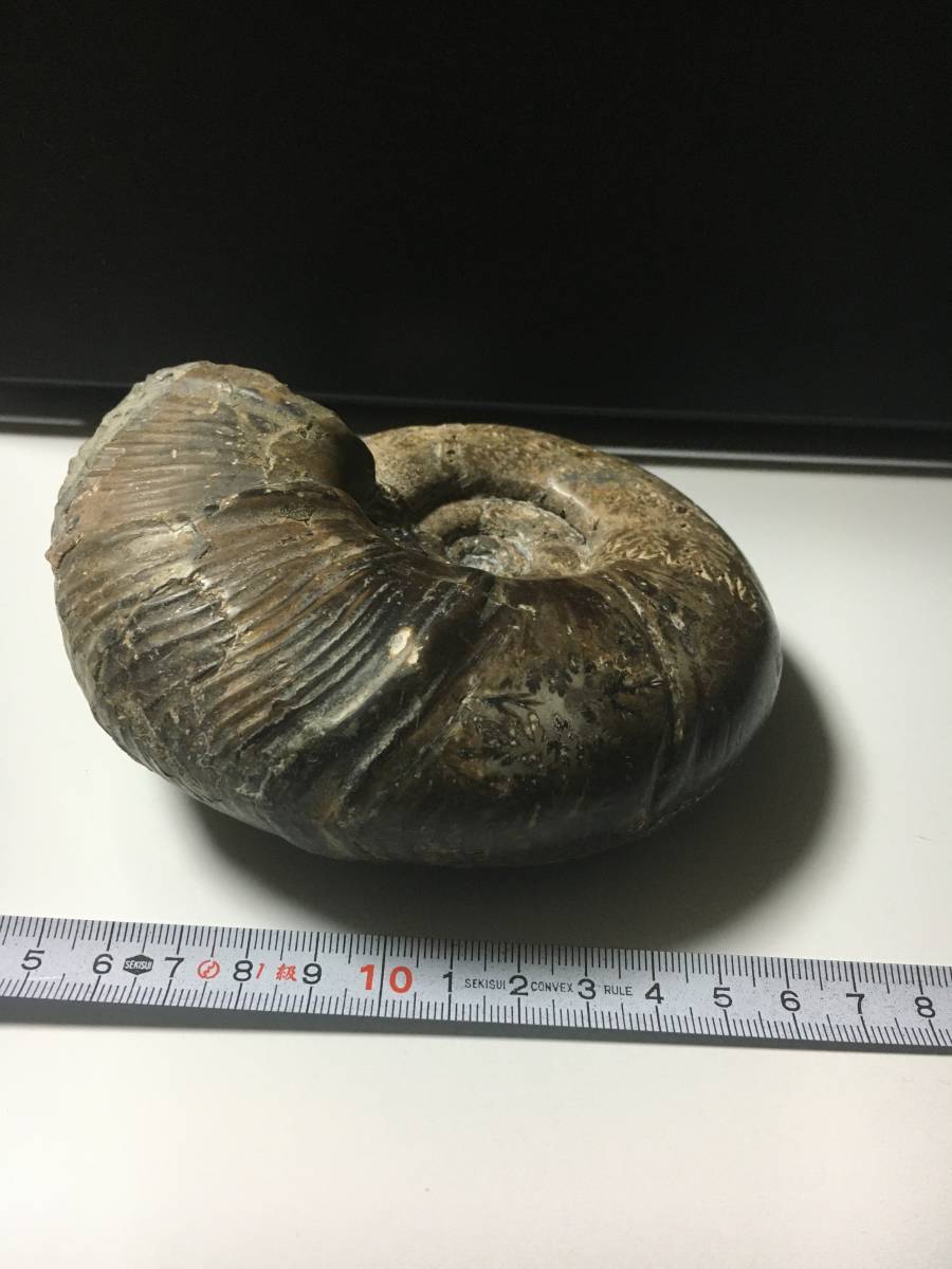 化石 アンモナイト 1000g 詳細不明 北海道発 No6 外観状態 【公式