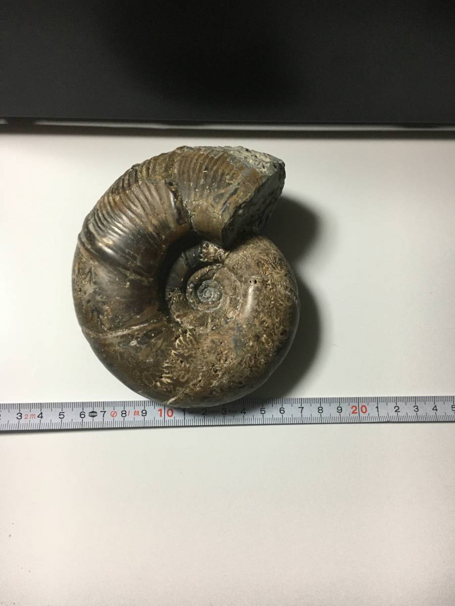 化石 アンモナイト 1000g 詳細不明 北海道発 No6 外観状態 【公式