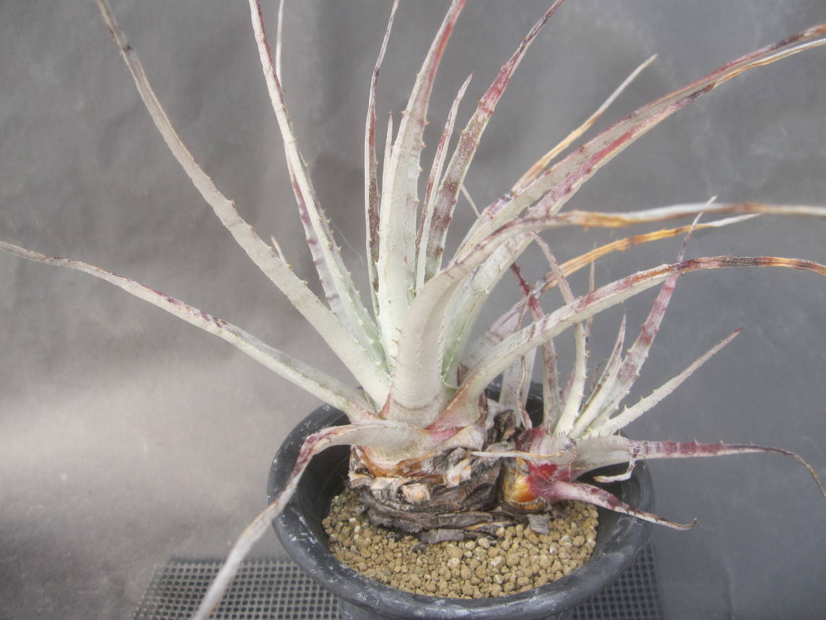 □Hechtia sp. San Mateo， Penasco □ヘクチアUM02 【公式通販】