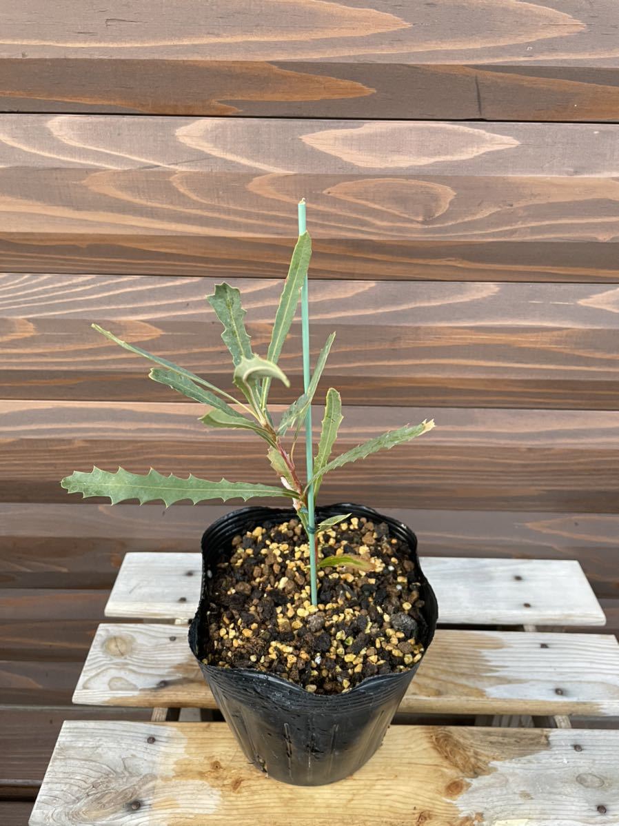 ☆バンクシア クエルシフォリア ☆希少植物 花木 山野草 レア