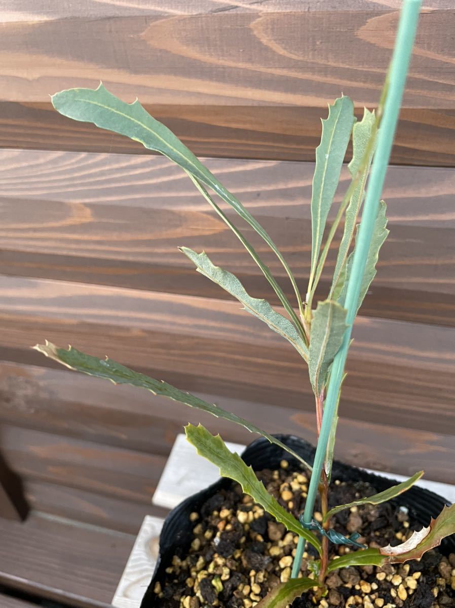 ☆バンクシア クエルシフォリア ☆希少植物 花木 山野草 レア
