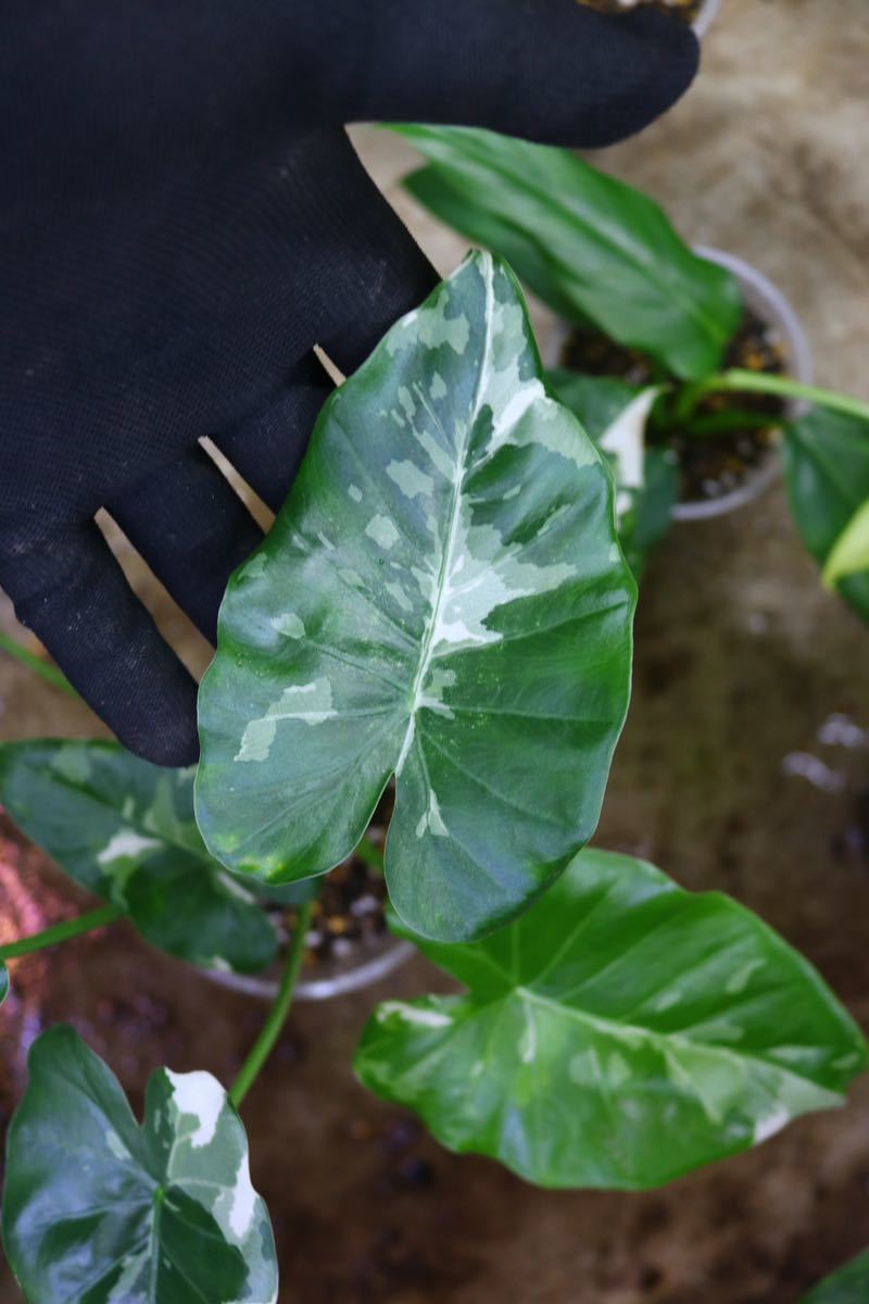 No.025/-TGK-/クワズイモ 斑入り/アロカシア オドラ 斑入り/Alocasia odora ‘Variegata’/