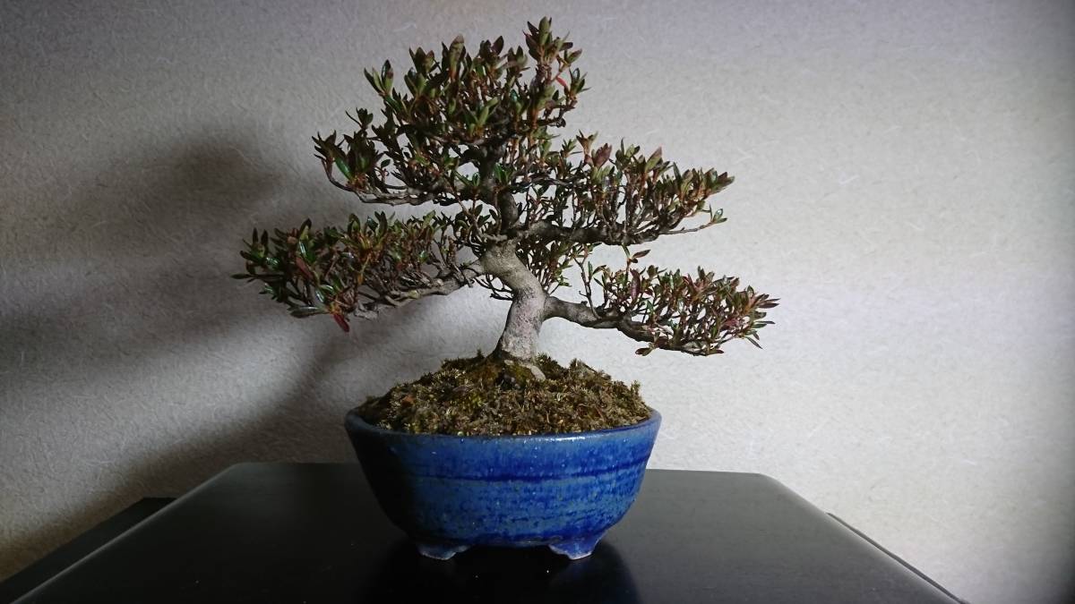 皐月 さつき サツキ（珍山）約50年 | 雨竹亭オンラインショップ 珍山