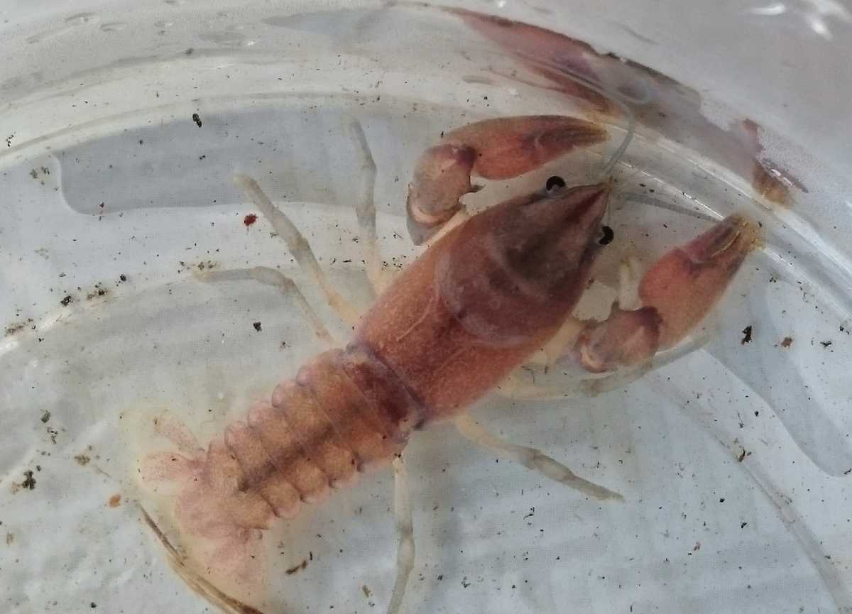 不思議沼からの ニホンザリガニピンクから ノーマル色に変異したオス個体 その他 売買されたオークション情報 Yahooの商品情報をアーカイブ公開 オークファン Aucfan Com