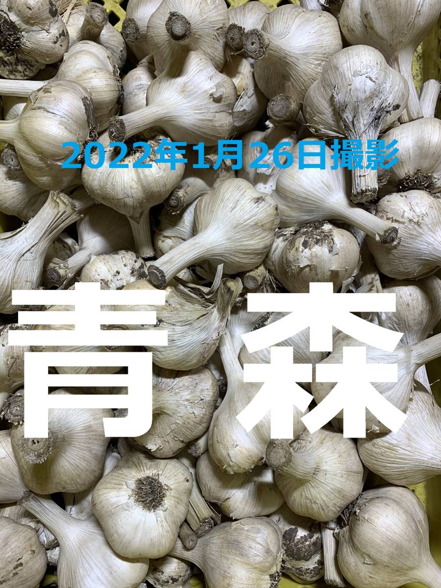 青森県産にんにく5kg 福地ホワイト ホワイト6片 種 5kgの通販