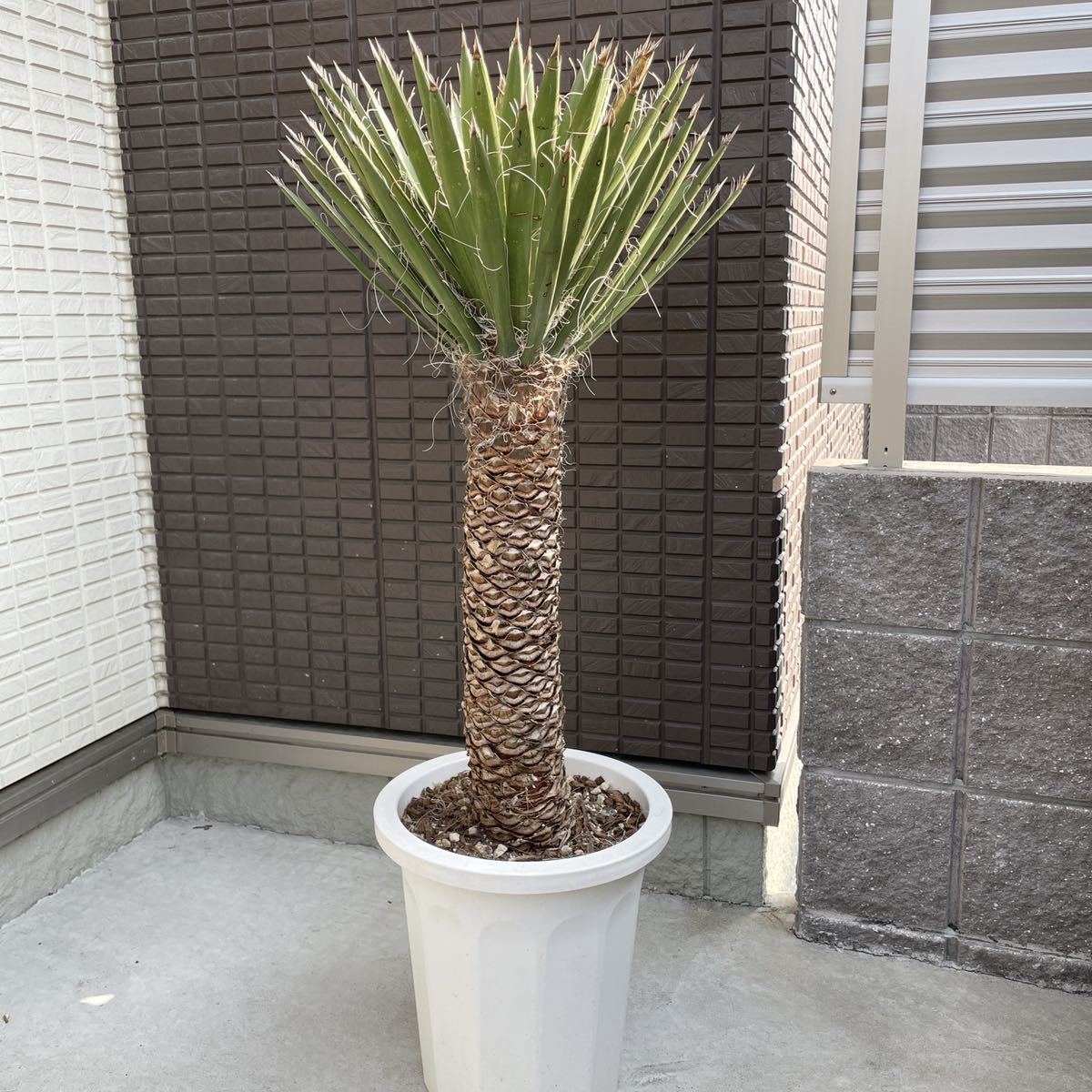 10 ユッカ フィリフェラ Yucca さい filifera（発根済） 