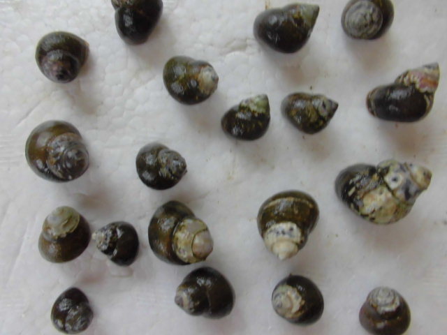 タニシ ヒメタニシ 水槽のコケ取り掃除屋 A 総額800円 石巻貝 メダカ 金魚 熱帯魚 水草 その他 売買されたオークション情報 Yahooの商品情報をアーカイブ公開 オークファン Aucfan Com