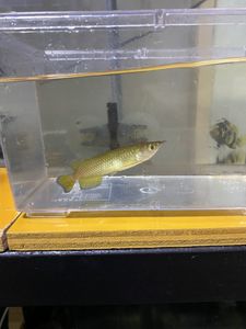 超爆安 熱帯魚 古代魚 アロワナのエサに ジャンボサイズワームｌｌサイズワーム3キロ エサ Hlt No