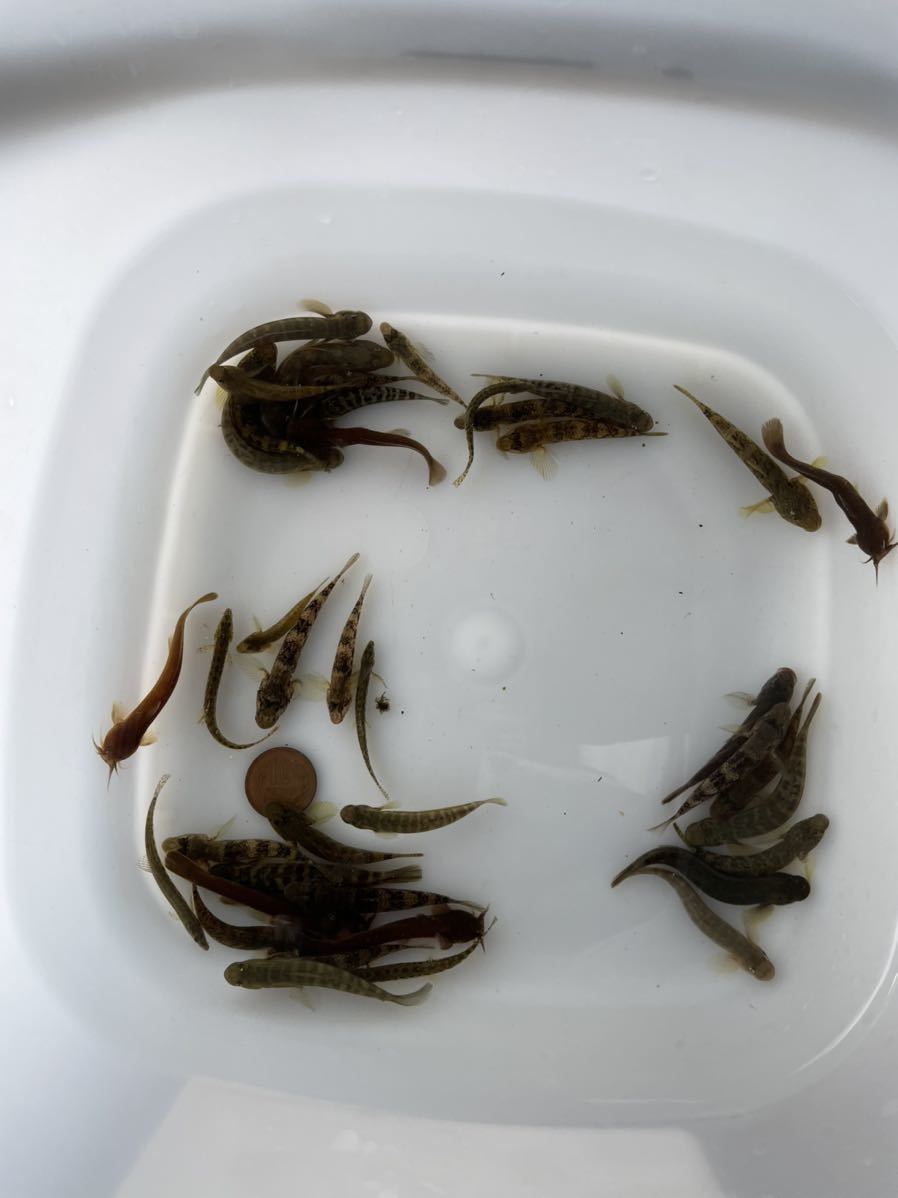 天然採取底物40匹セット 変りアカザ 入り 川魚 売買されたオークション情報 Yahooの商品情報をアーカイブ公開 オークファン Aucfan Com