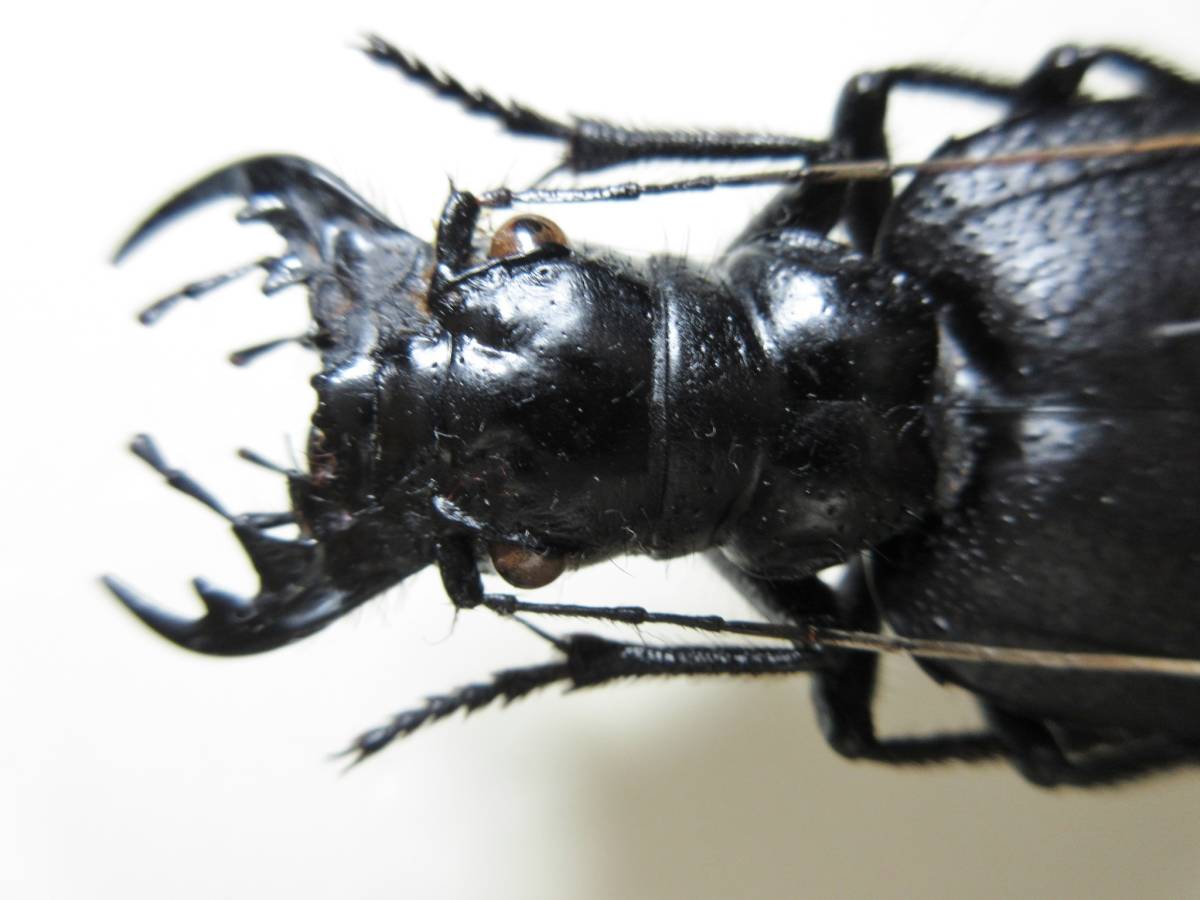 標本 タンザニア産 オオエンマハンミョウ ♂60、♀52．3ミリ ペア