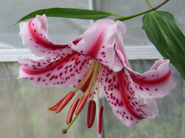 山野草 　①　ヤマユリ　　紅筋ヤマユリ変異種　　ピンク赤　　小球２球　　　第四種２９０円発送_1