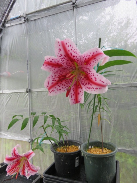 山野草 　①　ヤマユリ　　紅筋ヤマユリ変異種　　ピンク赤　　小球２球　　　第四種２９０円発送_2