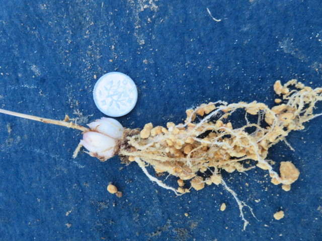 山野草 　①　ヤマユリ　　紅筋ヤマユリ変異種　　ピンク赤　　小球２球　　　第四種２９０円発送_3