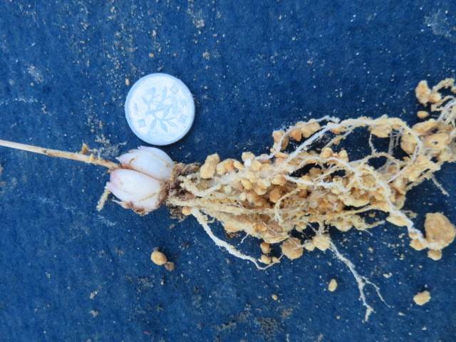 山野草 　①　ヤマユリ　　紅筋ヤマユリ変異種　　ピンク赤　　小球２球　　　第四種２９０円発送_4