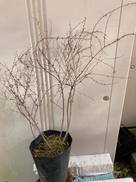 ユキヤナギ 雪柳 の苗 １株 No 2 苗 売買されたオークション情報 Yahooの商品情報をアーカイブ公開 オークファン Aucfan Com