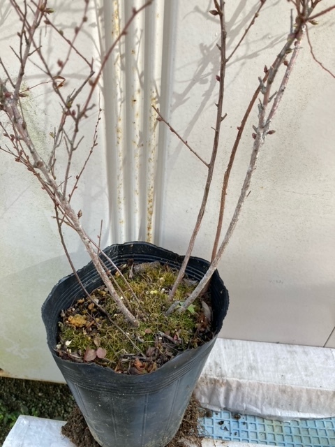 ユキヤナギ 雪柳 の苗 １株 No 2 苗 売買されたオークション情報 Yahooの商品情報をアーカイブ公開 オークファン Aucfan Com