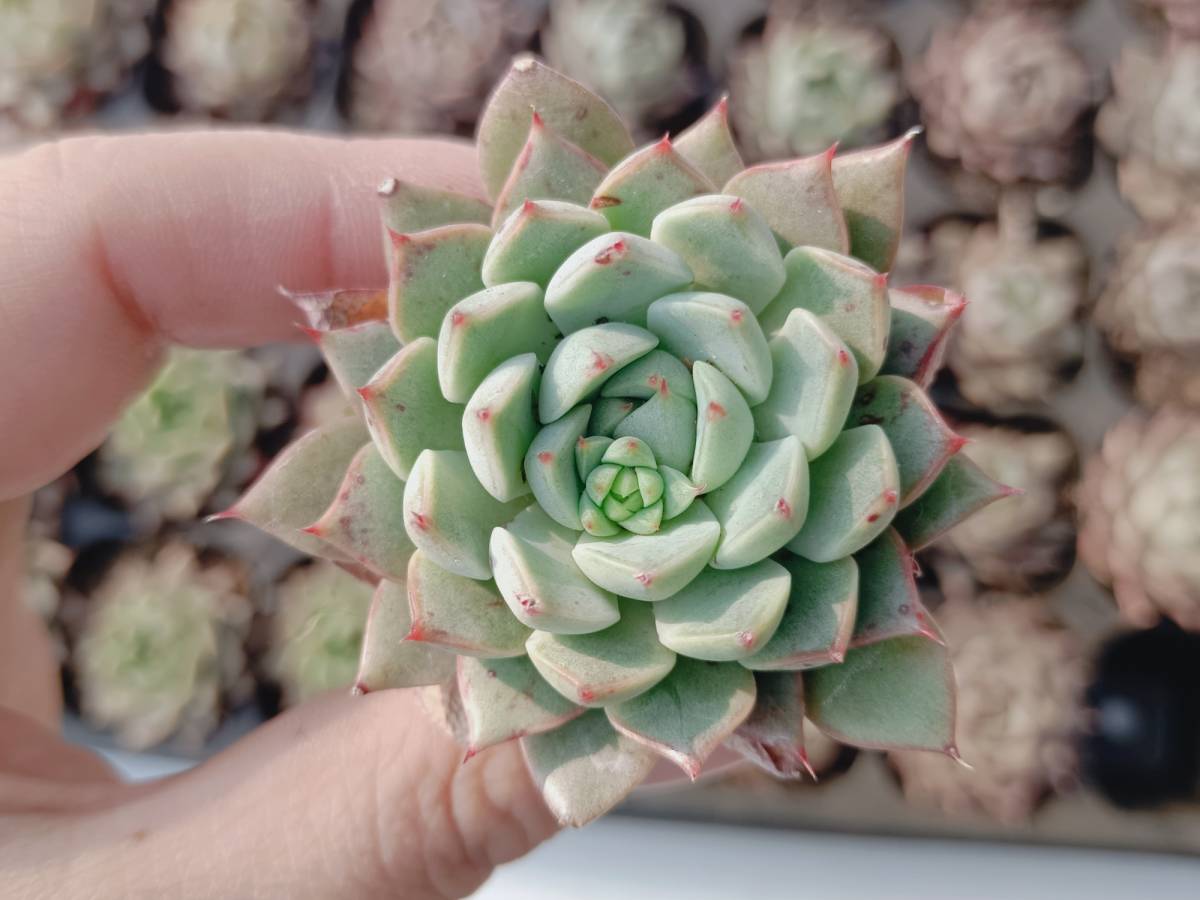 【定番人気，品質保証】 大 多肉植物 エケベリア 小さい苗X084ファビオナ50個(サボテン)｜売買されたオークション情報、yahooの商品情報をアーカイブ公開 - オークファン サボテン