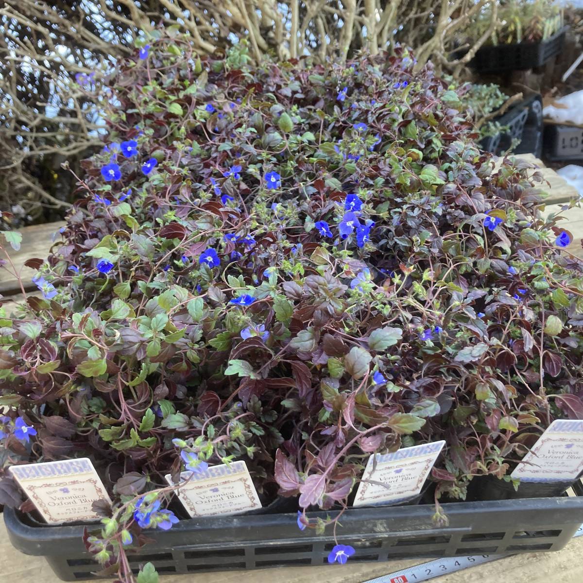 プレミアムガーデニング 数量５ ベロニカ オックスフォードブルー ４ポット その他 売買されたオークション情報 Yahooの商品情報をアーカイブ公開 オークファン Aucfan Com