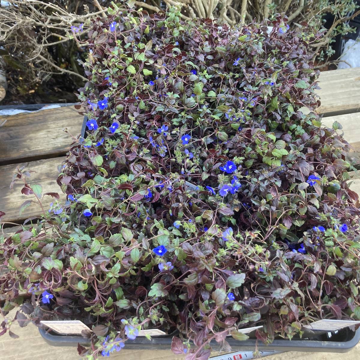 プレミアムガーデニング 数量５ ベロニカ オックスフォードブルー ４ポット その他 売買されたオークション情報 Yahooの商品情報をアーカイブ公開 オークファン Aucfan Com