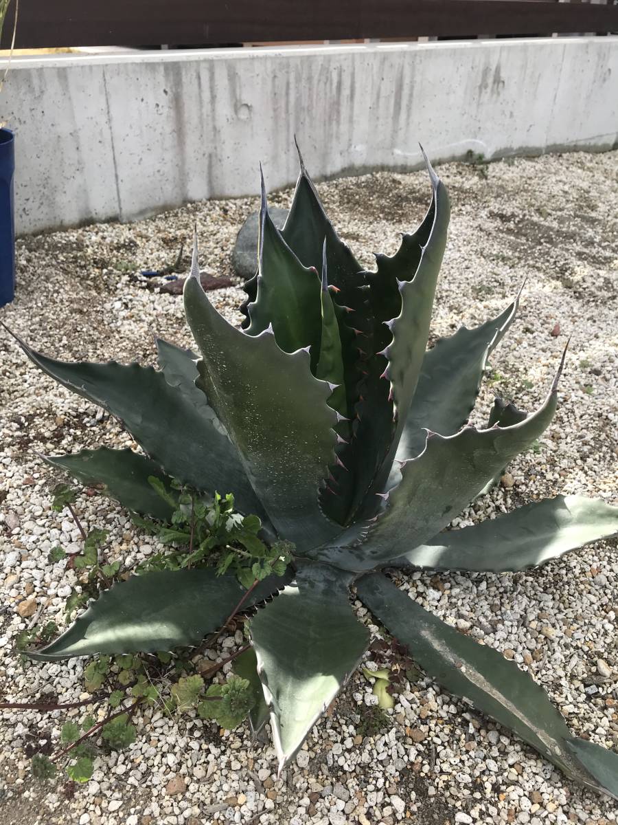 特選株！！アガベ サルミアナ・フェロックス！！中株！！ 観葉植物