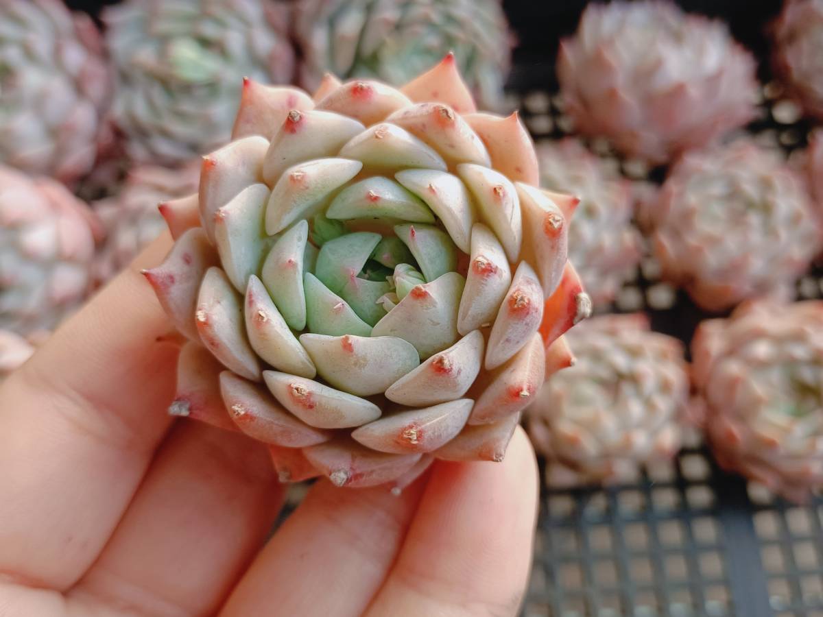 エケベリア 多肉植物 プリズム 31-192プロリディティ14個 韓国多肉植物