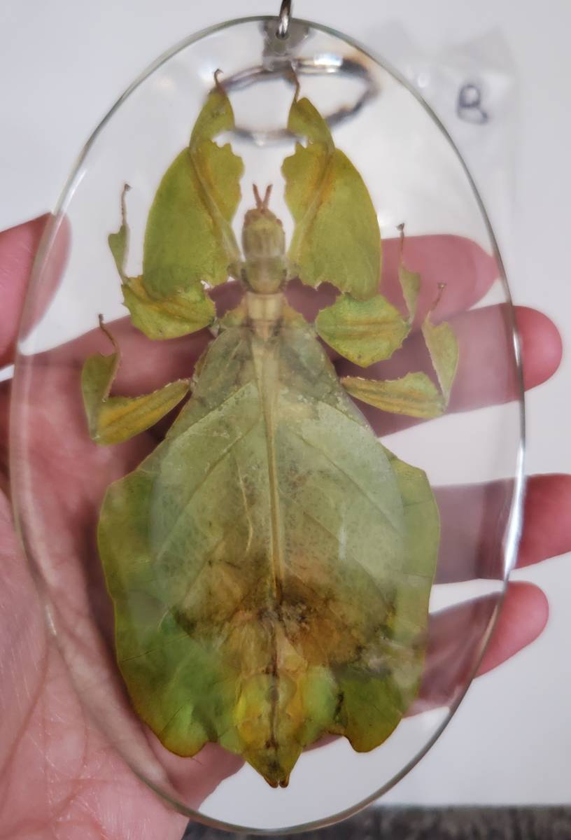 大得価，新作登場 コノハムシ キーホルダー メス 金緑(ハンドメイド)｜売買されたオークション情報、yahooの商品情報をアーカイブ公開 - オークファン ハンドメイド