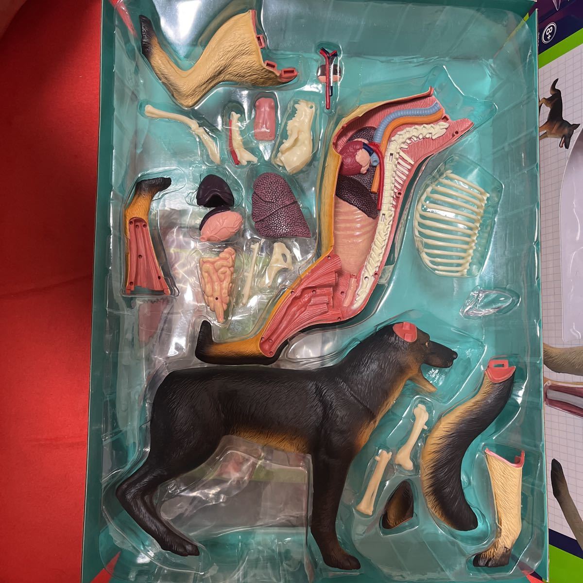 4d犬の解剖学モデル 動物構成学習教育玩具 教育訓練補助のためのパズル組み立て玩具 最大93 Offクーポン 教育訓練補助のためのパズル組み立て玩具