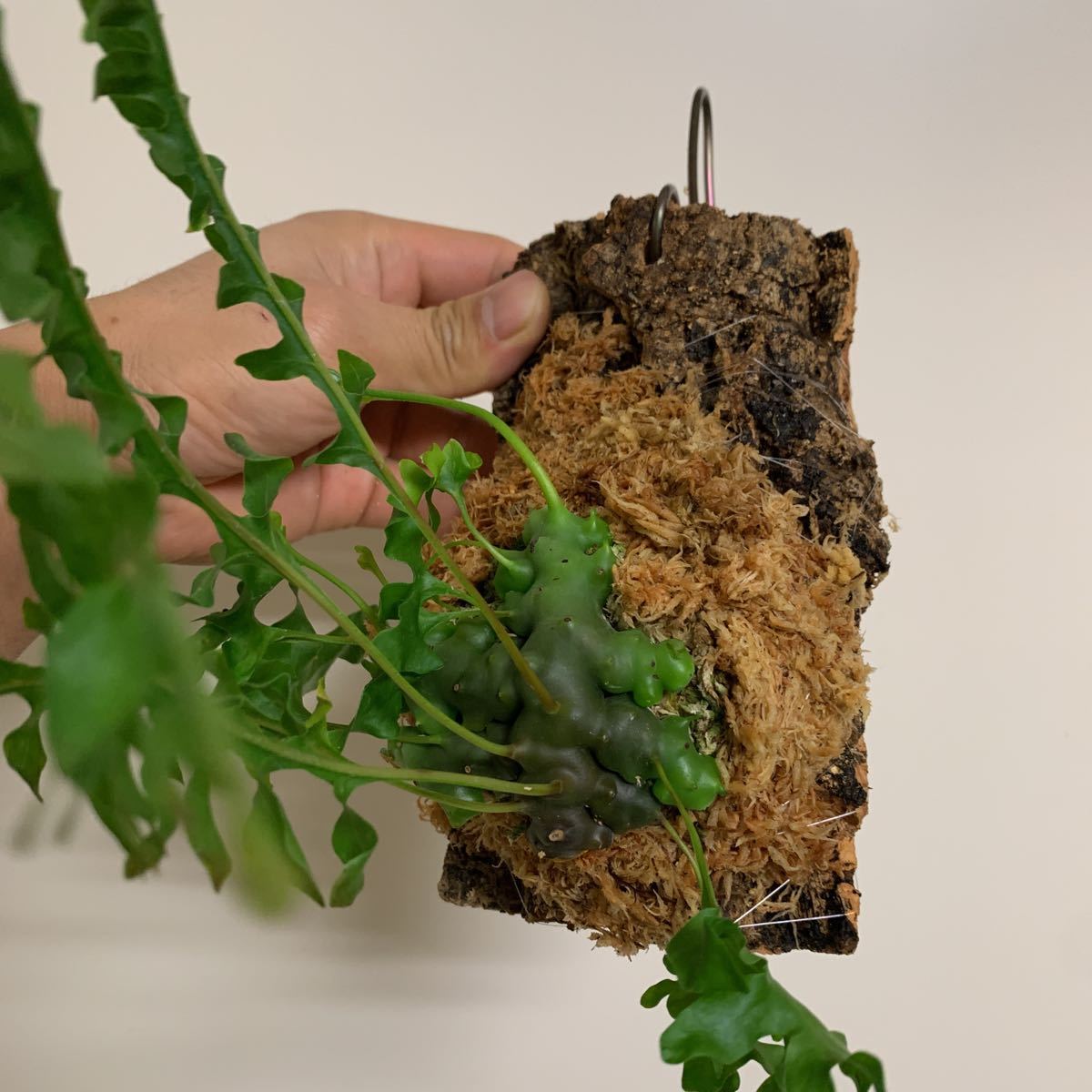 アリ植物 アリ植物 Lecanopteris luzonensis Nueva Vizcaya， Luzon