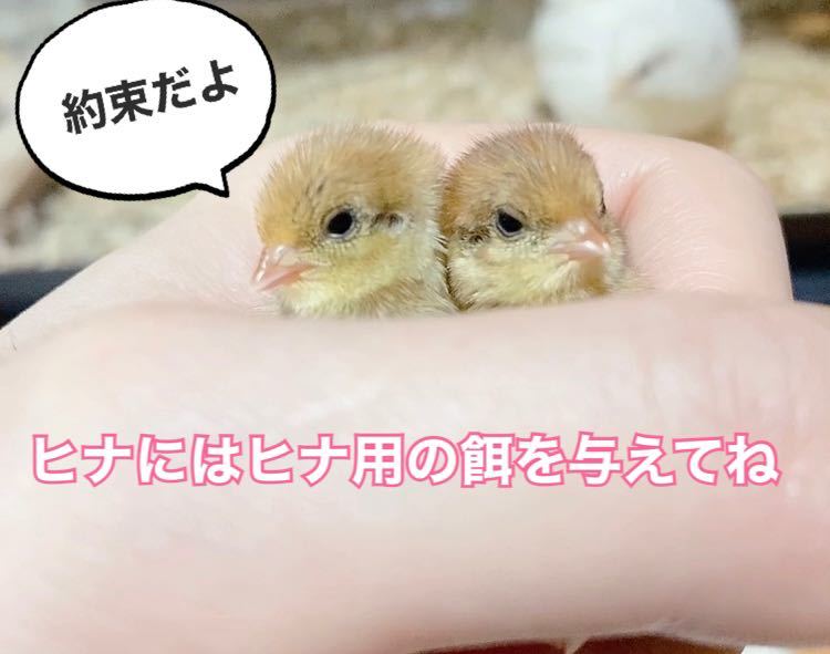 ヒメウズラ ひなの餌 500g ひよこ ひめうずら 雛用(エサ)｜売買された