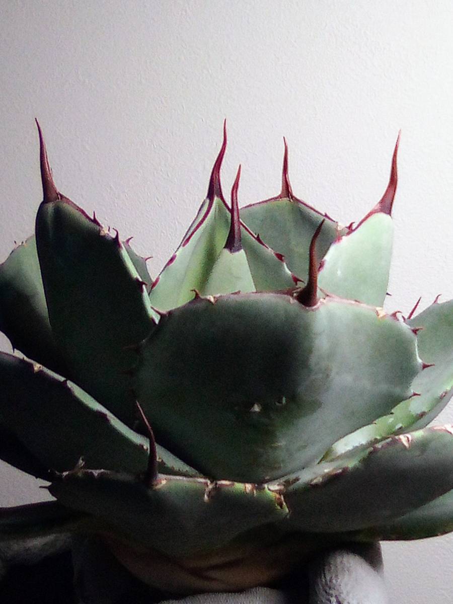 アガベパリートランカータハンティントンUS株選抜株美株