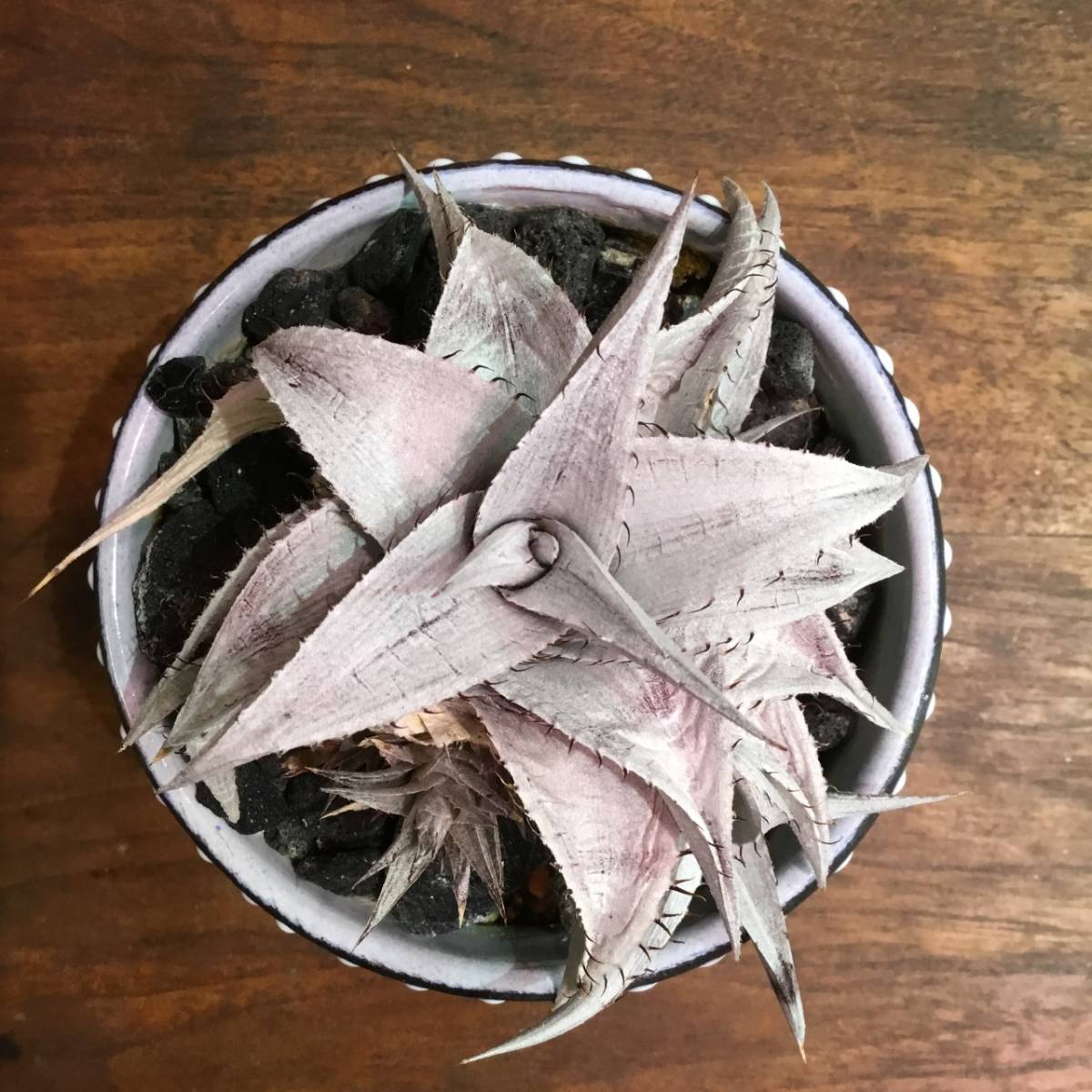 Dyckia Braunii ''Rauh'' ディッキア ブラウニー(アナナス)｜売買され