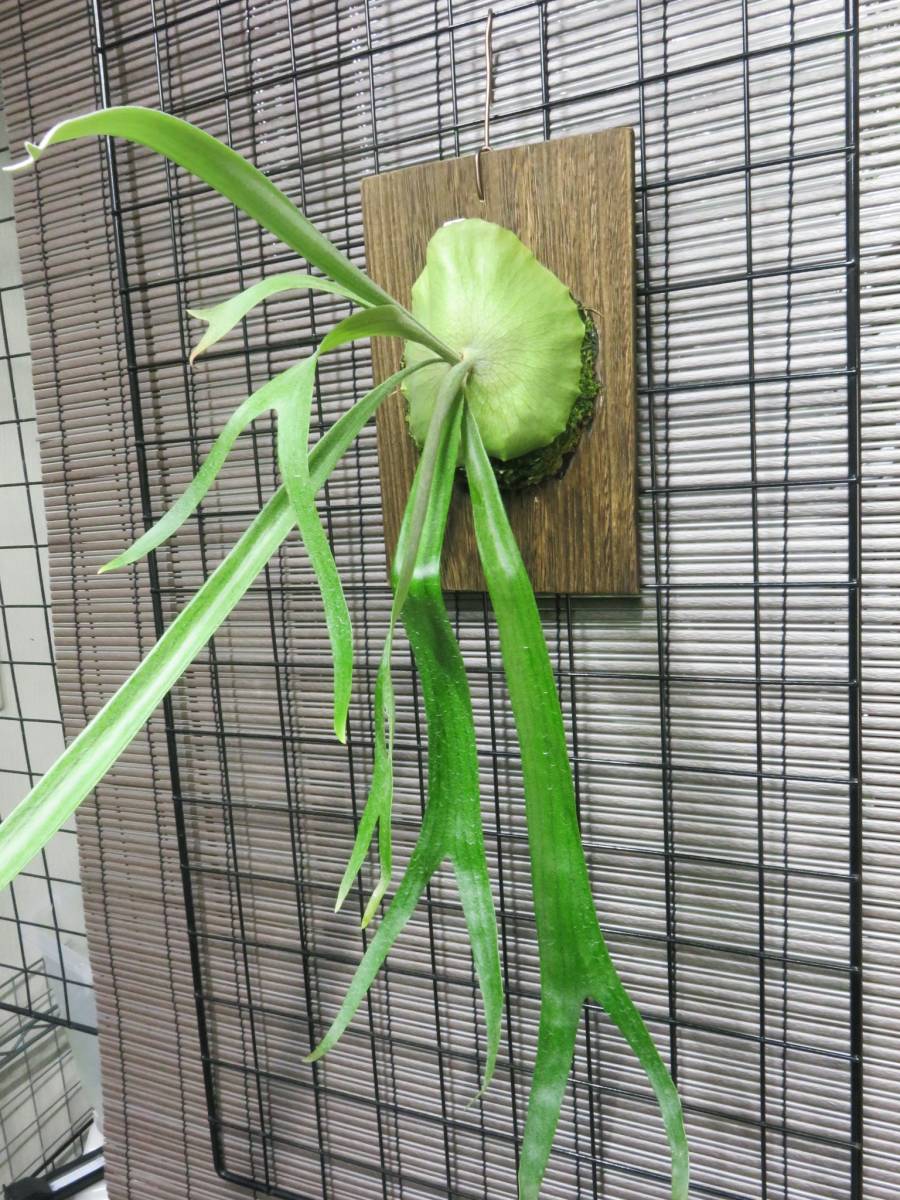 ビカクシダ Willinckii Platycerium P サンバウェンセ P. | cv