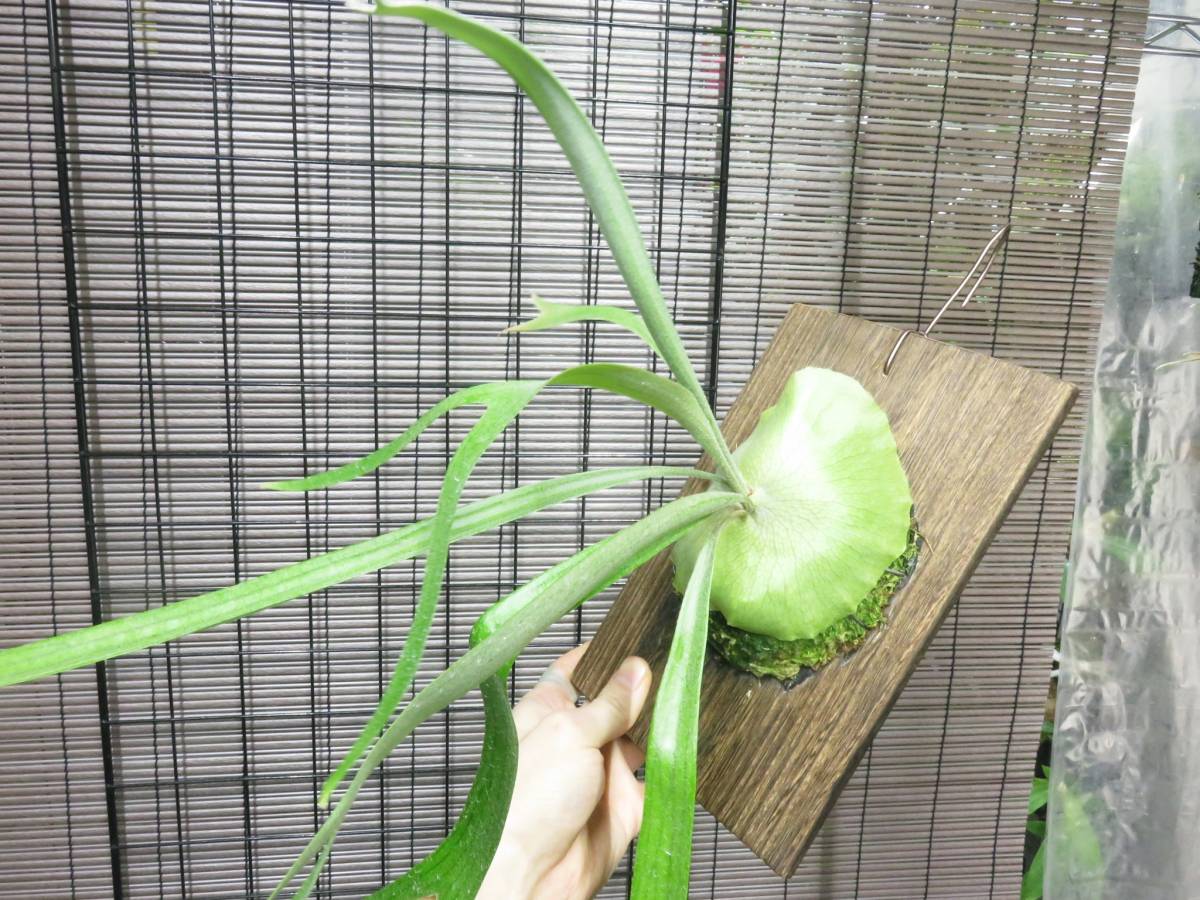ビカクシダ Willinckii Platycerium P サンバウェンセ P. | cv