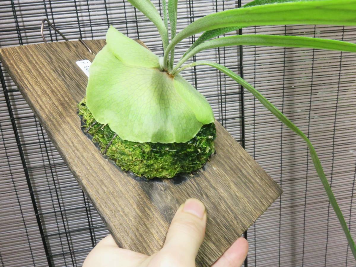 ビカクシダ Willinckii Platycerium P サンバウェンセ P. | cv