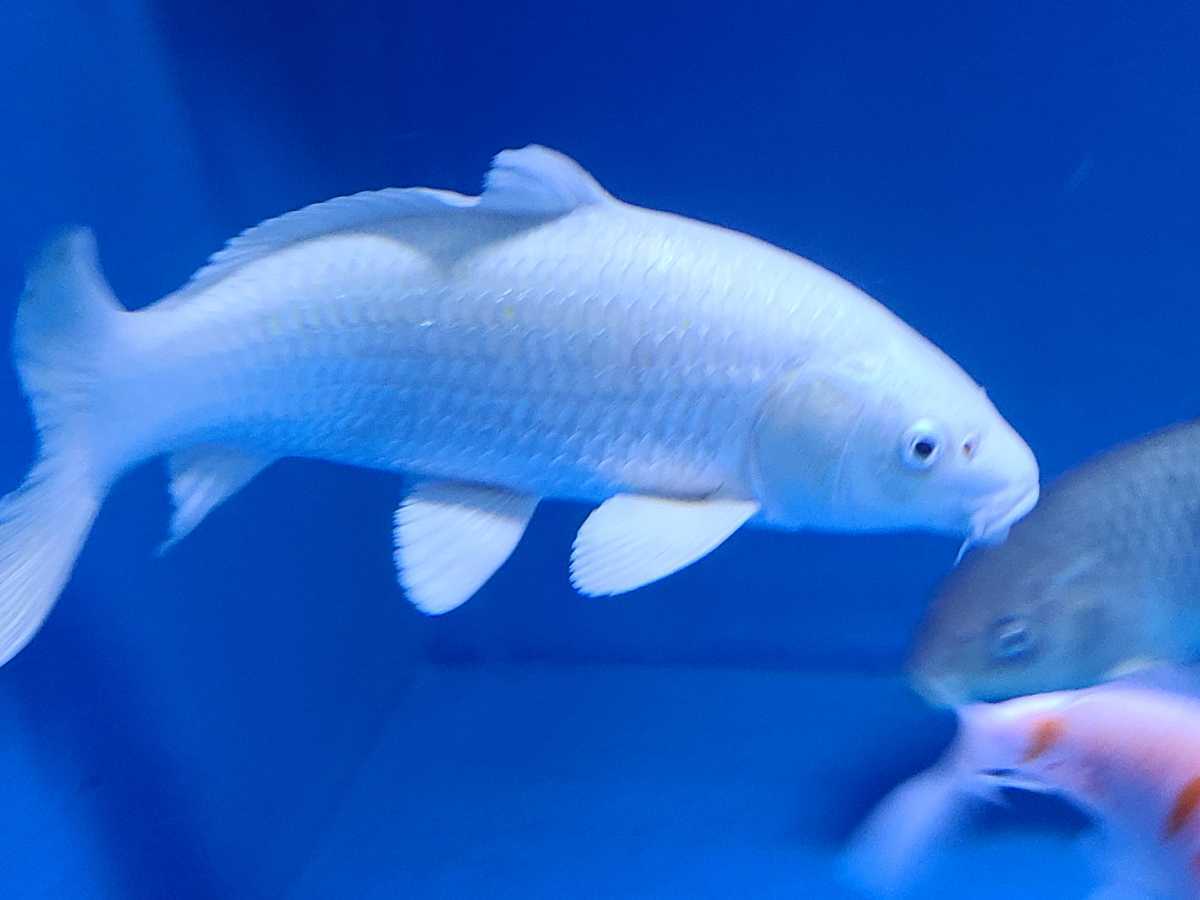 Yamatofish 錦鯉 プラチナ約３５cm 錦鯉 売買されたオークション情報 Yahooの商品情報をアーカイブ公開 オークファン Aucfan Com