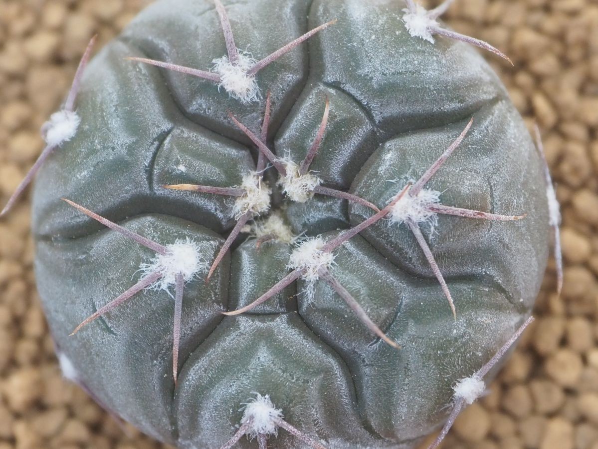Rr 黒いサボテン ギムノ プロチャズキアナム Gymnocalycium Prochazkianum Ssp Simile 1株 21年輸入実生苗 サボテン 売買されたオークション情報 Yahooの商品情報をアーカイブ公開 オークファン Aucfan Com