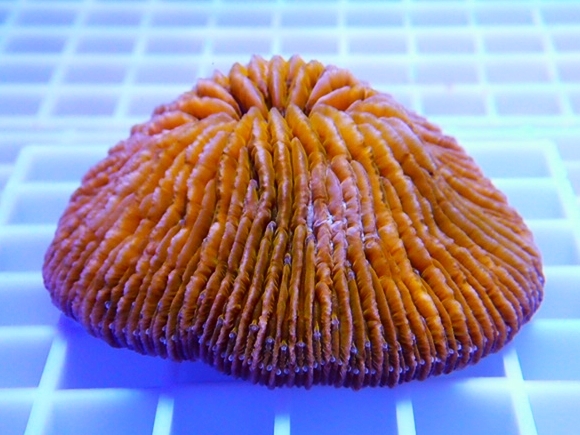 クサビライシ First 蛍光オレンジ 海水魚・珊瑚通販 美蛍光オレンジ
