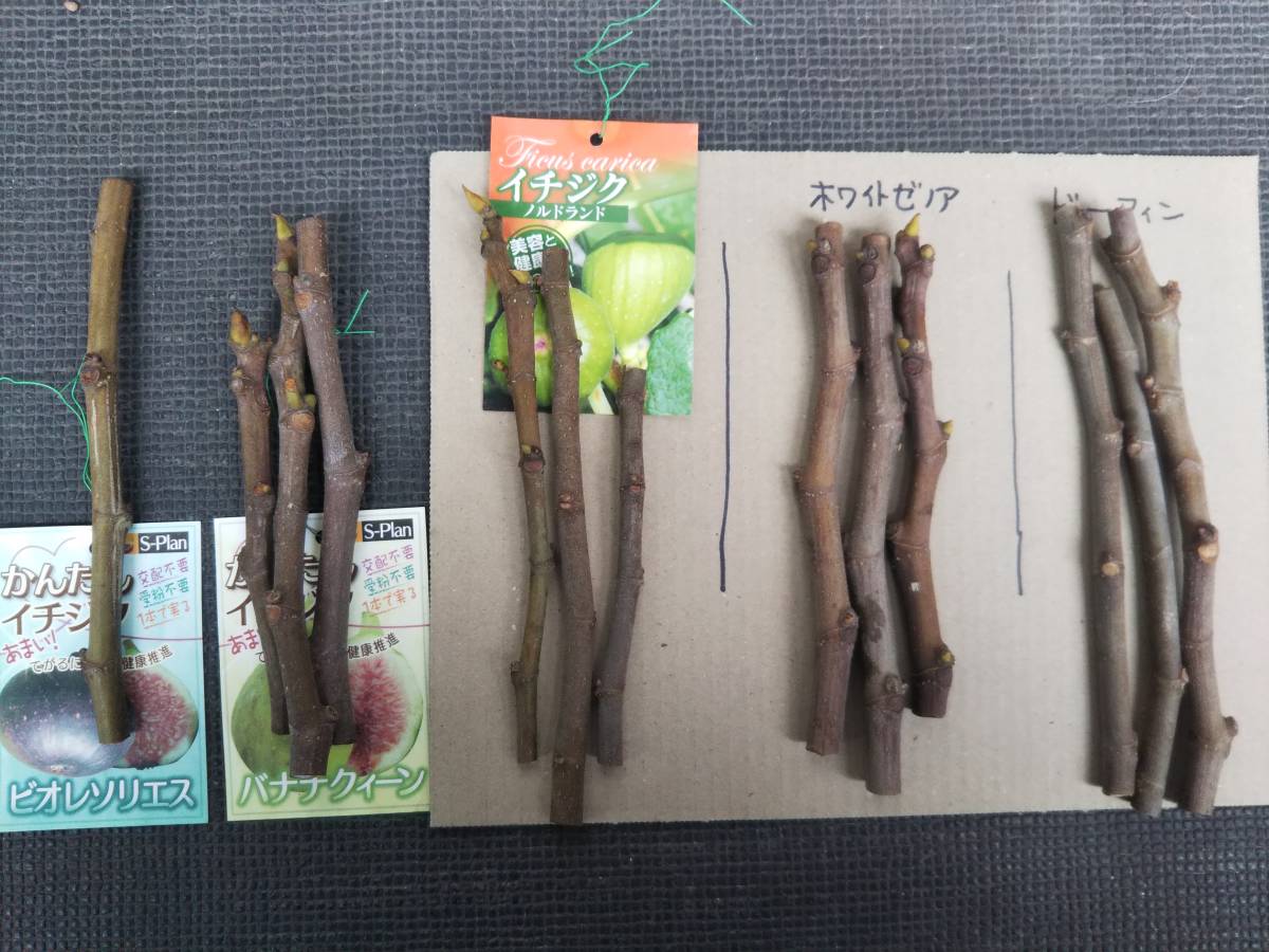 イチジク挿し穂 各種混合品　ラスト_1